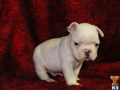 French Bulldog Puppies for Sale